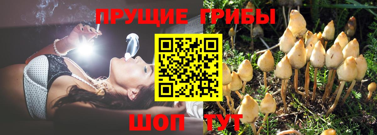 Псилоцибиновые грибы мицелий Гурьевск